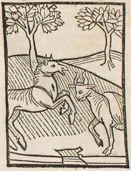 Datei:Pferd und Ochse (Druck 1490, 13v).jpg