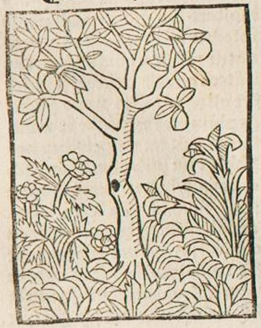 Datei:Rose, Lilie und Feigenbaum (Druck 1490, 109v).jpg