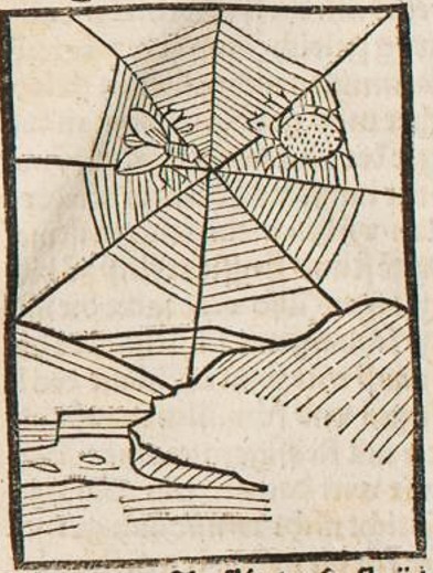 Datei:Spinne und Fliege (Druck 1490, 7v).jpg