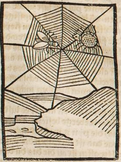 Datei:Biene und Spinne (Druck 1490, 85r).jpg