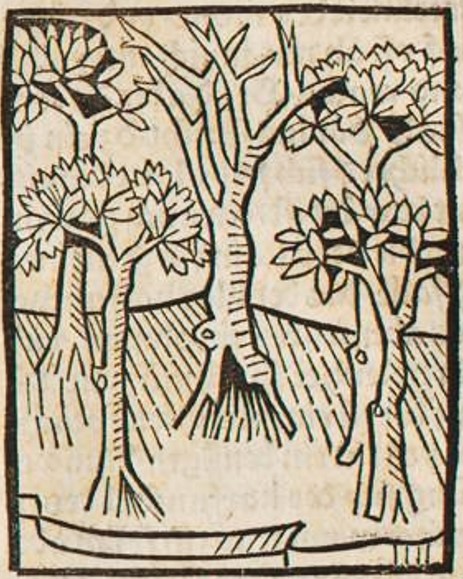 Datei:Lorbeer, Ölbaum, Lärche, Palme und Feigenbaum (Druck 1490, 29v).jpg