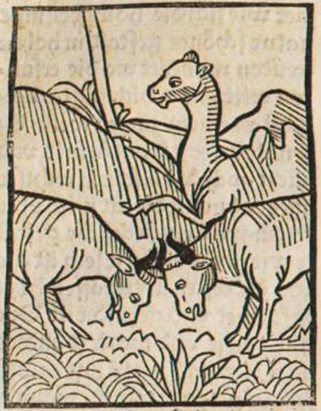 Datei:Kamel und Stiere (Druck 1490, 106r).jpg