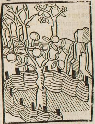 Datei:Dornbusch und Feigenbaum (Druck 1490, 54v).jpg