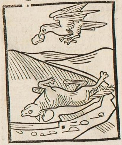 Datei:Scheintoter Fuchs und Rabe (Druck 1490, 6v).jpg