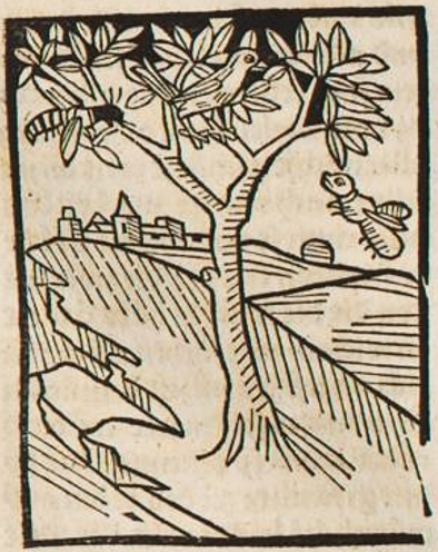 Datei:Ameise, Nachtigall und Biene (Druck 1490, 42v).jpg