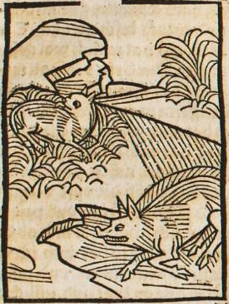 Datei:Katze und Schwein (Druck 1490, 98r).jpg