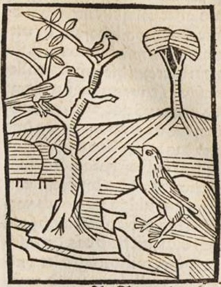 Datei:Rabe und Taube I (Druck 1490, 22r).jpg