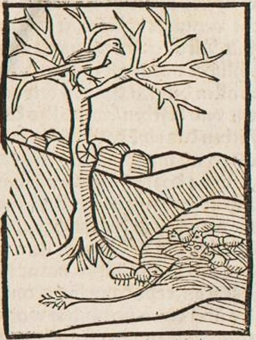 Datei:Ameise und Grille (Druck 1490, 5v).jpg