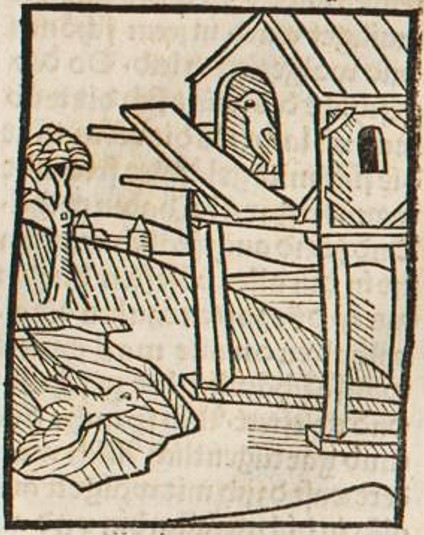 Datei:Taube und Kotlache (Druck 1490, 63r).jpg