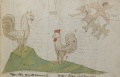 Strauß und Henne (MS 653, 200r)