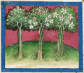 Rose, Lilie und Feigenbaum (Cgm 254, 76v)