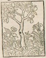 Rose, Lilie und Feigenbaum (Druck 1490, 109v)