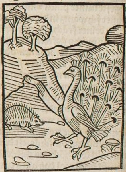Datei:Pfau und Igel (Druck 1490, 51v).jpg