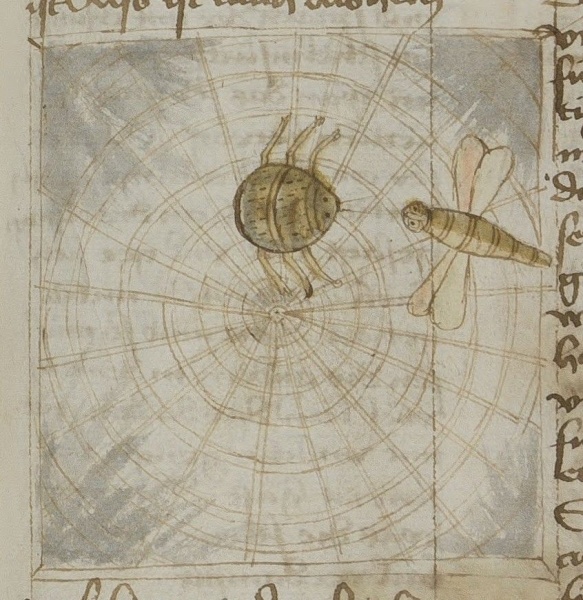Datei:Spinne und Fliege (MS 653, 168r).jpg