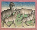 Kamel und Stiere (Cgm 254, 74v)