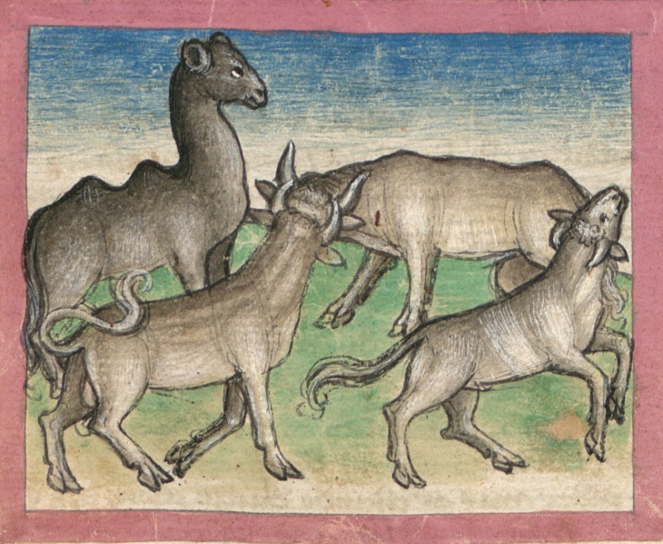 Datei:Kamel und Stiere (Cgm 254, 74v).jpg