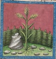 Weizenkorn und Stein (Cgm 254, 17v)