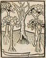 Lorbeer, Ölbaum, Lärche, Palme und Feigenbaum (Druck 1490, 29v)