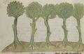 Lorbeer, Ölbaum, Lärche, Palme und Feigenbaum (MS 653, 195v)