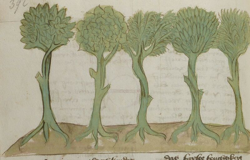 Datei:Lorbeer, Ölbaum, Lärche, Palme und Feigenbaum (MS 653, 195v).jpg