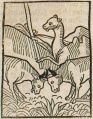 Kamel und Stiere (Druck 1490, 106r)