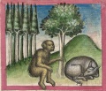 Affe und Waldesel (Cgm 254, 47v)
