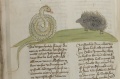 Igel und Natter (MS 653, 183v)