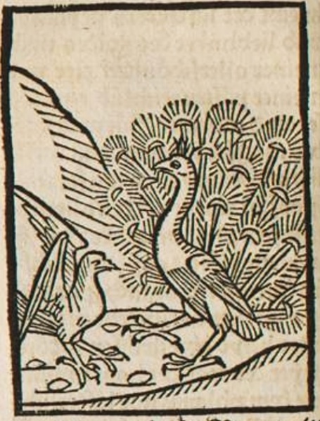 Datei:Rabe und Pfau (Druck 1490, 71v).jpg
