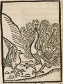 Rabe und Pfau (Druck 1490, 71v)