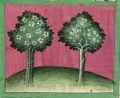 Dornbusch und Feigenbaum (Cgm 254, 42v)