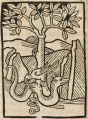 Krokodil und Vogel Scrophil (Druck 1490, 66v)