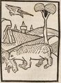 Bär und Taube (Druck 1490, 24r)