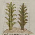 Schilfrohr und Zuckerrohr (MS 653, 214r)
