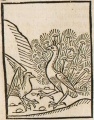 Pfau und Rabe (Druck 1490, 57r)