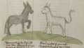 Maulpferd und Maulesel (MS 653, 220r)