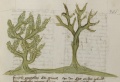 Dornbusch und Feigenbaum (MS 653, 225r)