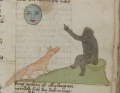 Fuchs und Affe I (MS 653, 171r)