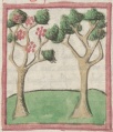 Dornbusch und Feigenbaum (Cgm 9602, 49r)