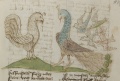 Strauß und Rabe (MS 653, 224r)