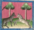 Pferd und Maulesel (Cgm 254, 26r)