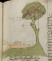 Scheintoter Fuchs und Rabe (MS 653, 167r)