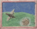 Spinne und Fliege (Cgm 9602, 5v)
