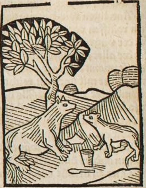 Datei:Fuchs und Wiesel II (Druck 1490, 74v).jpg