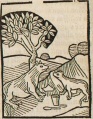 Fuchs und Wiesel II (Druck 1490, 74v)