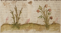 Rose, Lilie und Feigenbaum (Cgm 340, 116v)