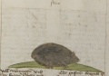 Maulwurf und Maus (MS 653, 236r)