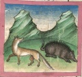 Schwein und Fuchs (Cgm 254, 71r)