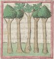 Lorbeer, Ölbaum, Lärche, Palme und Feigenbaum (Cgm 9602, 26r)