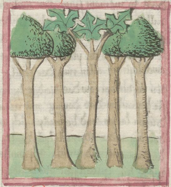 Datei:Lorbeer, Ölbaum, Lärche, Palme und Feigenbaum (Cgm 9602, 26r).jpg