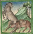 Pferd und Ochse (Cgm 254, 10r)